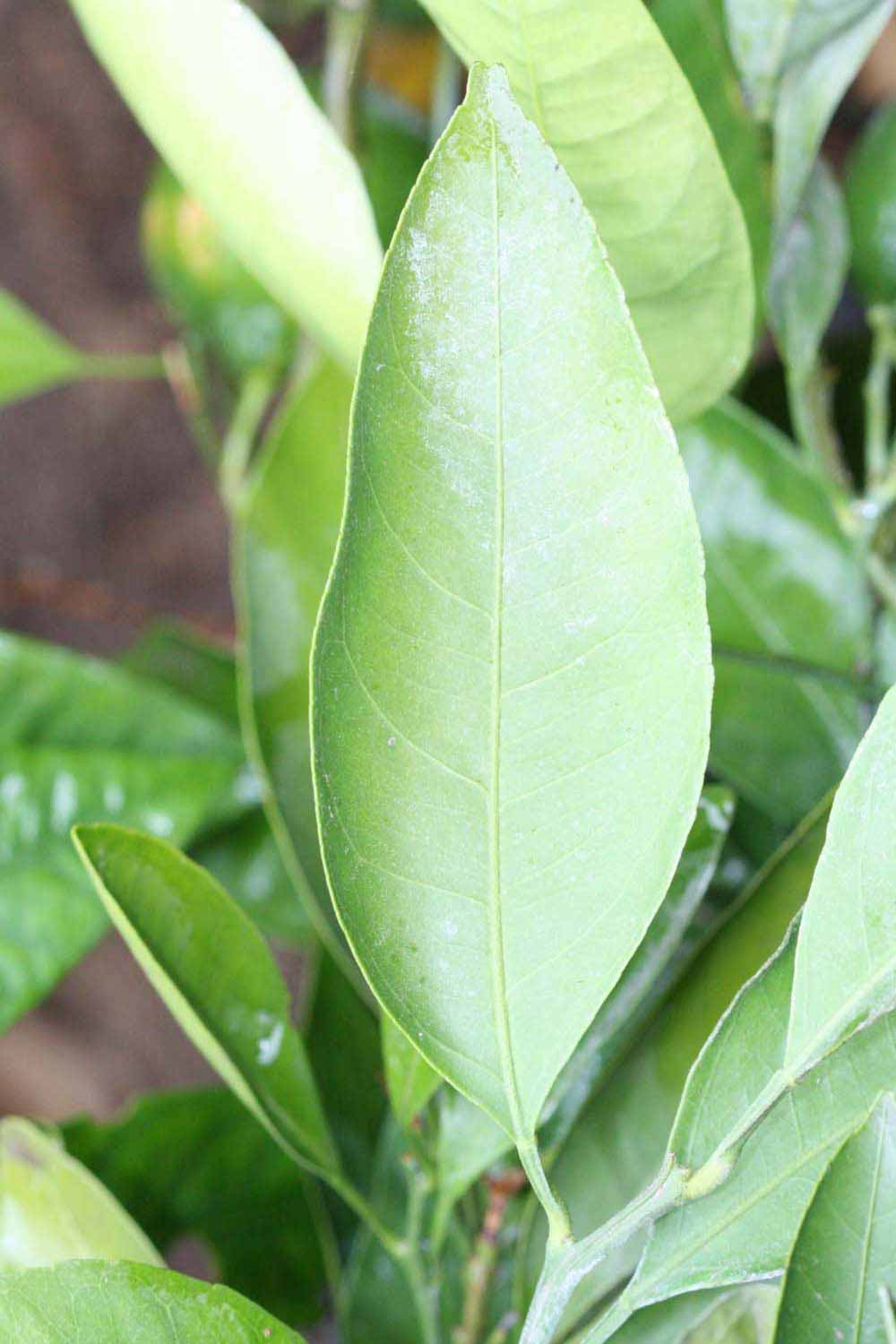              Unifoliolate leaf (Riverside, CA)       